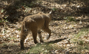 bobcat